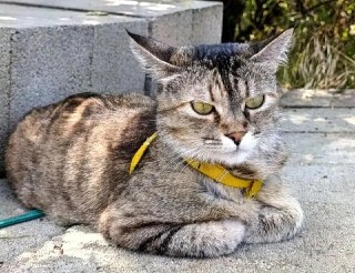 Пропала кошка по имени Шкода: Помогите найти!