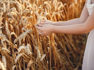 Уборка Зерновых в Ейском Районе: Результаты на 20 Июля
