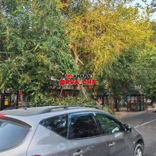 Ветвь дерева на улице Голубца заблокировала движение