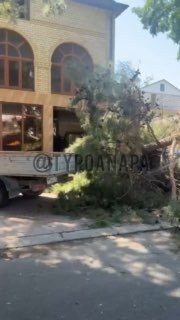 Сосна упала на автомобили в Краснодарском крае