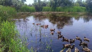 Утиное Царство: Уникальное Место с Голодными Утками
