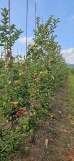 Сбор яблок в Анапе: Фермеры начинаютHarvest первого урожая