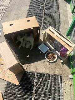 Срочная помощь кошке и котятам в Агое