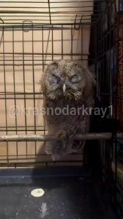 Спасение совёнка в Сочи: история о восстановлении и заботе