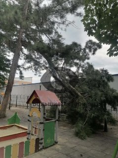 Ветка сосны упала на детской площадке у рынка: нужна помощь