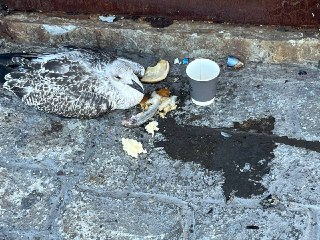 Потерявшаяся чайка нуждается в помощи у морского порта